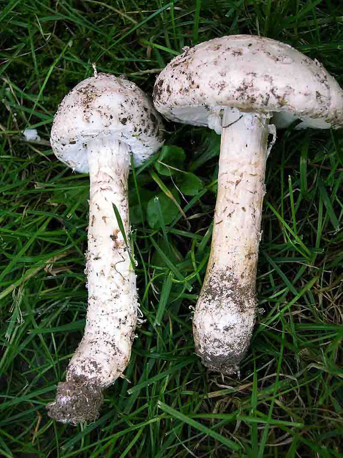 Amanita vittadinii . Specie da proteggere.